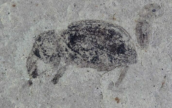 Fossil Weevil (AKA Snout Beetle) - Green River Formation, Utah #94834